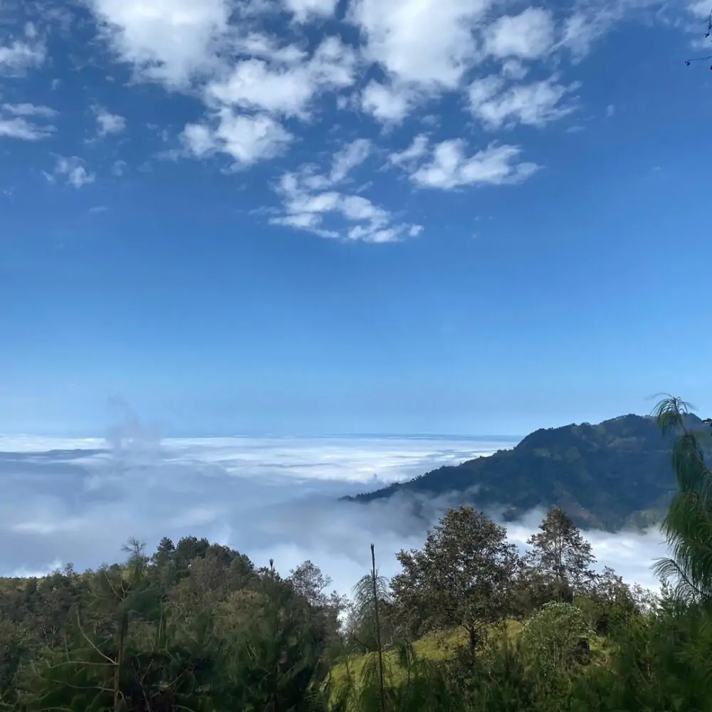 Vista por encima de bosque de niebla de Veracruz