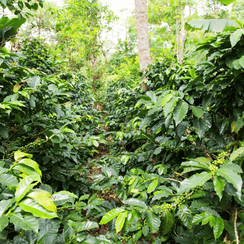 FINCA DE CAFÉ SANTA ELENA ESPECIAL