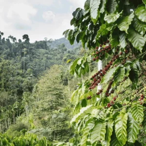 finca de cafe santa elena productores de volumen y mayoreo
