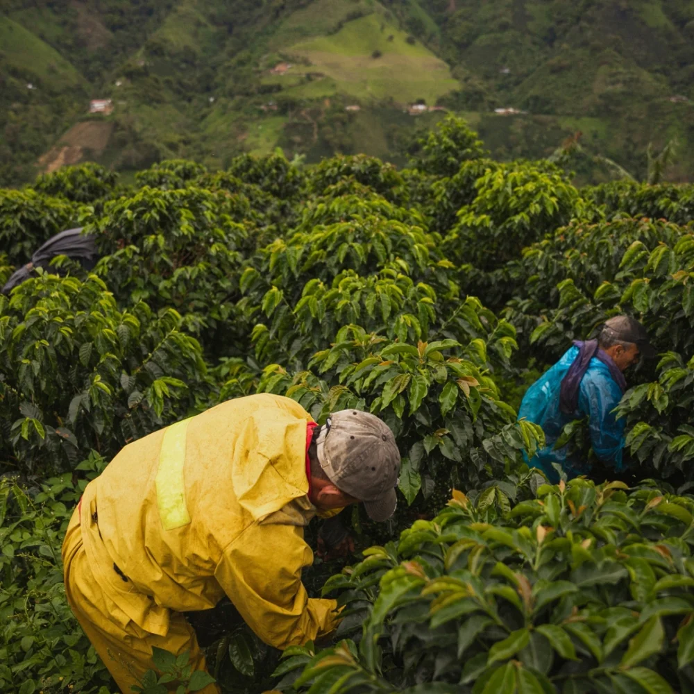 Productores de café Veracruzano