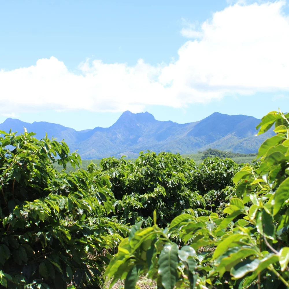 Finca de café de Veracruz