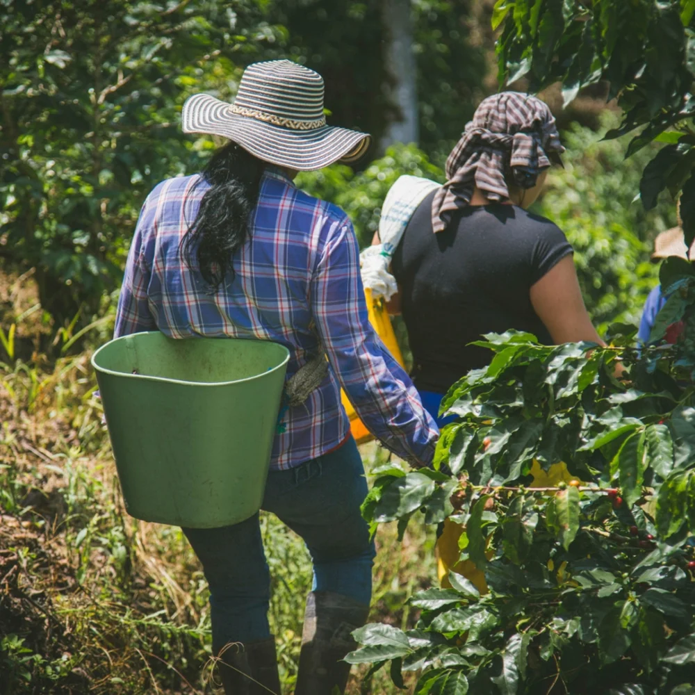 Productores de Café de Veracruz