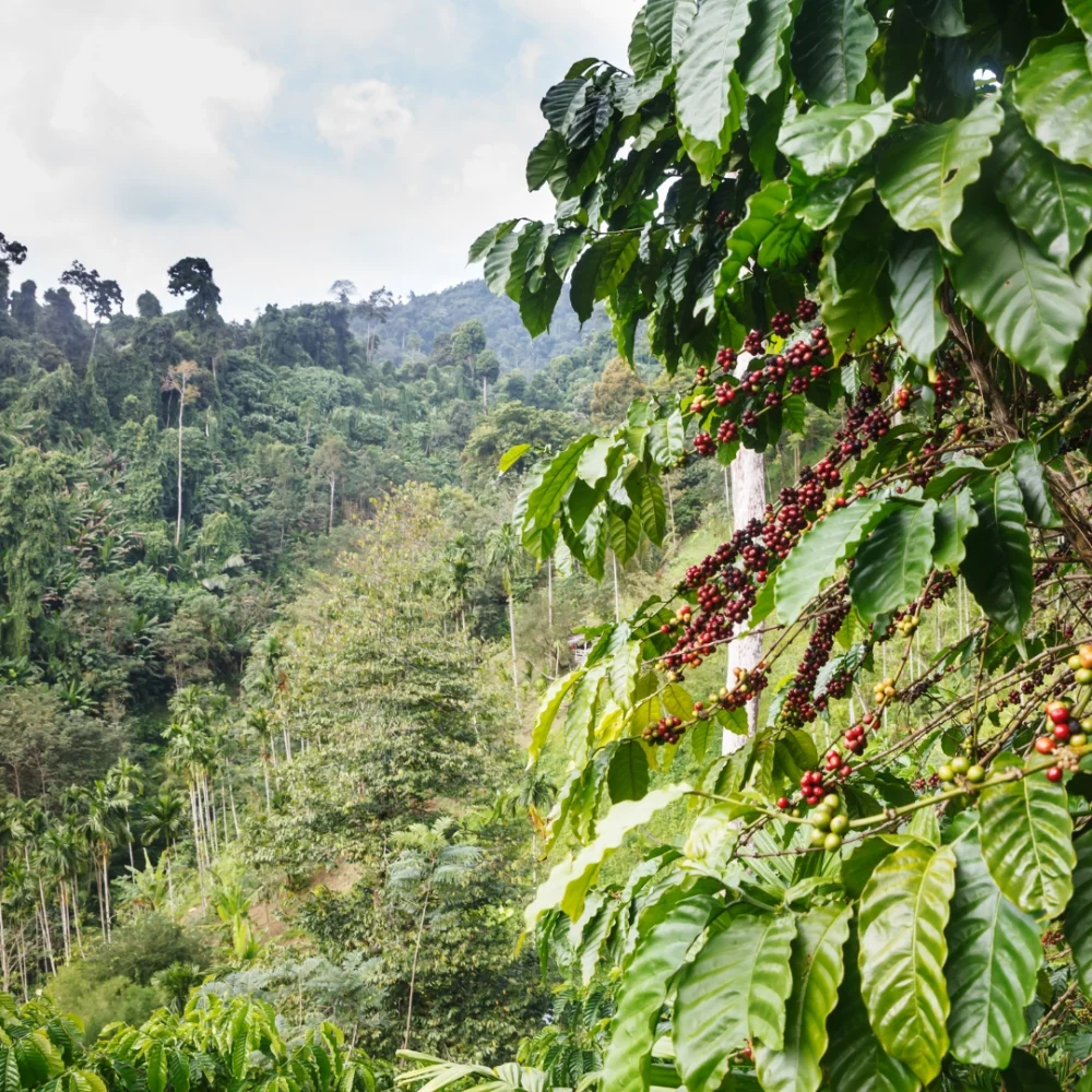 BENEFICIO DE CAFÉ EN VERACRUZ