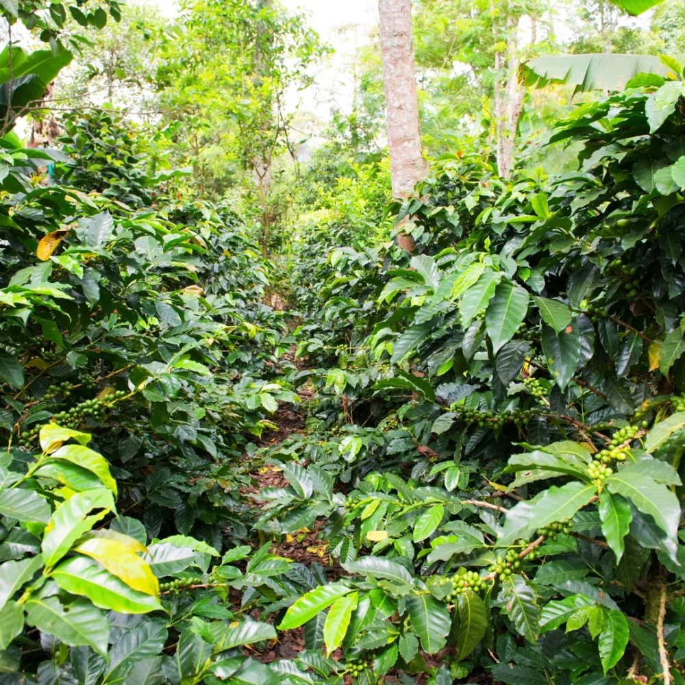 Finca Silvestre de Café de Veracruz