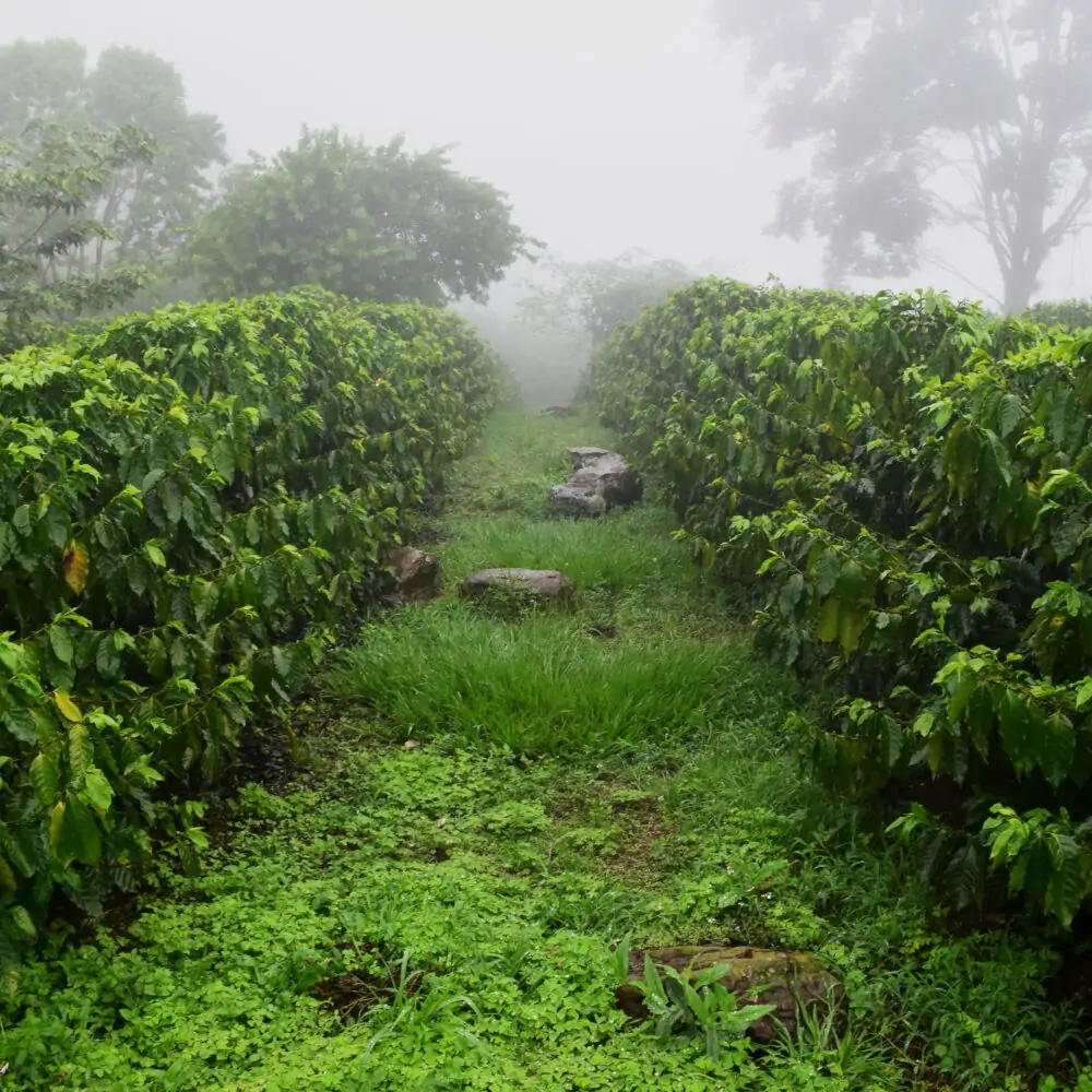 Finca Veracruz