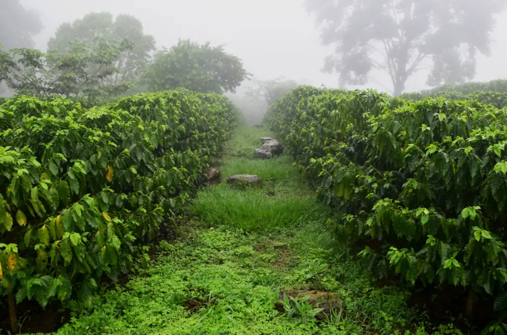 Finca Veracruz