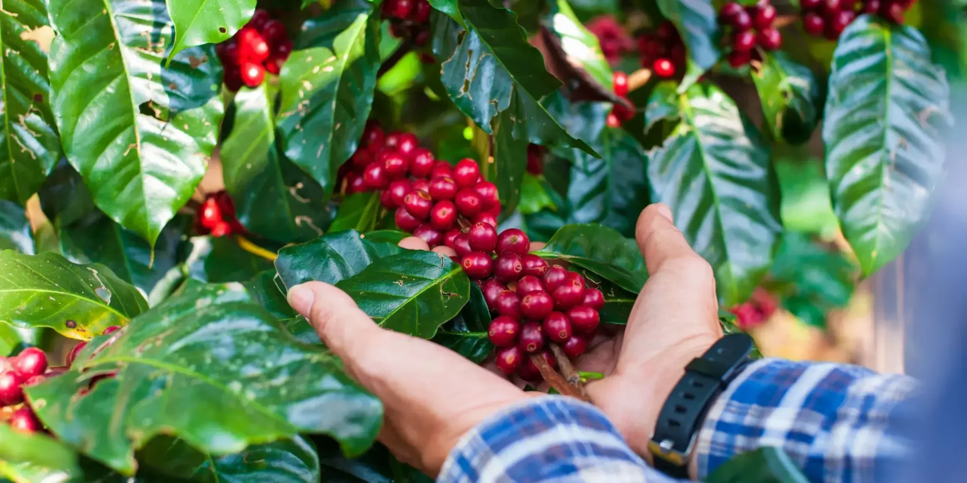 Manos sosteniendo cerezas de café maduras en la rama del cafeto