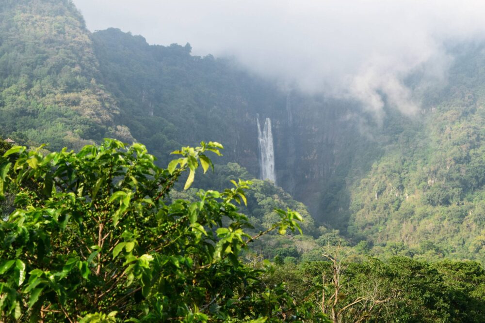 Finca de café y Cascada