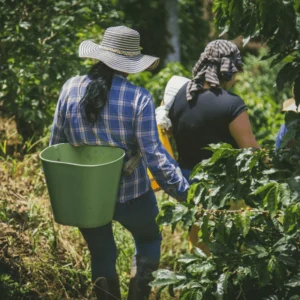 cooperativa santa elena apoyo social de pequeños productores