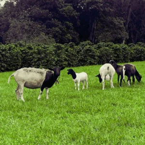 CAMPO VERACRUZANO