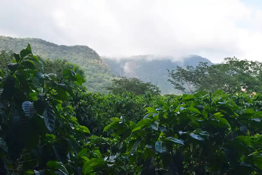 Finca de Café Santa Elena Coffee Roasters San Pablo Coapa Veracruz