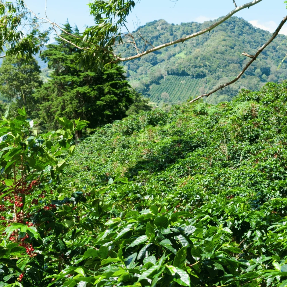 Finca Santa Elena, en el bosque mesófilo de montaña en Veracruz