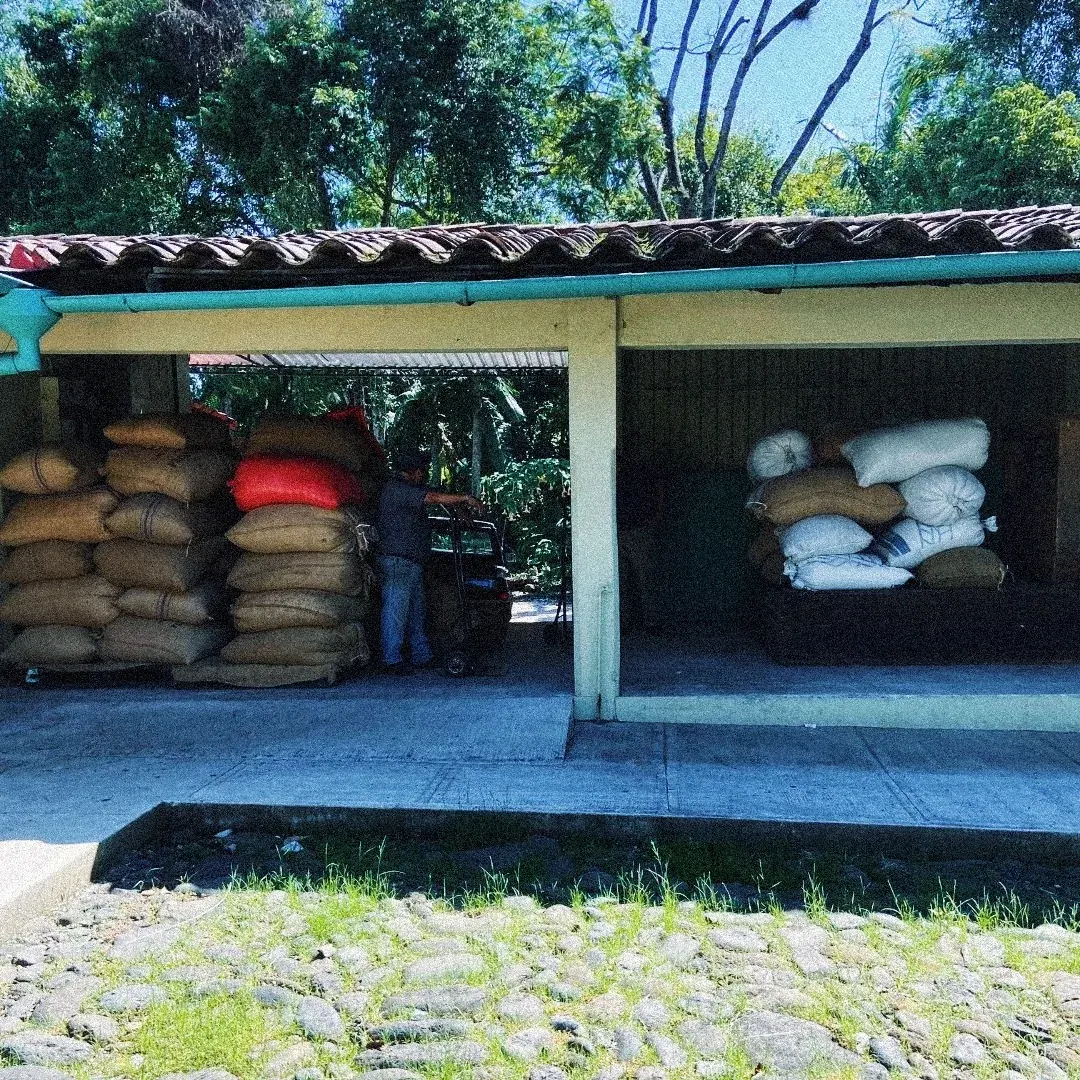 Sacos de café verde almacenados en la bodega de la finca Santa Elena