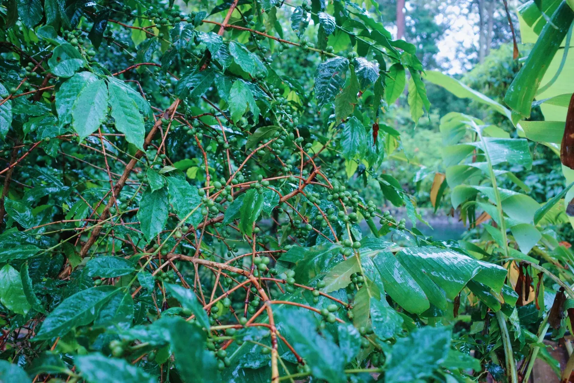 Mata de café cargada de cerezas verdes en el cafetal de Santa Elena