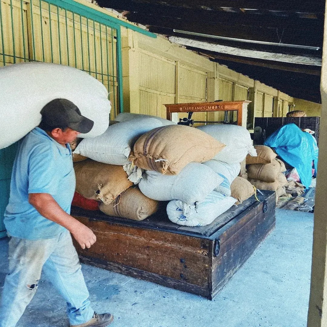 Trabajador cargando un saco de café en la bodega de la finca