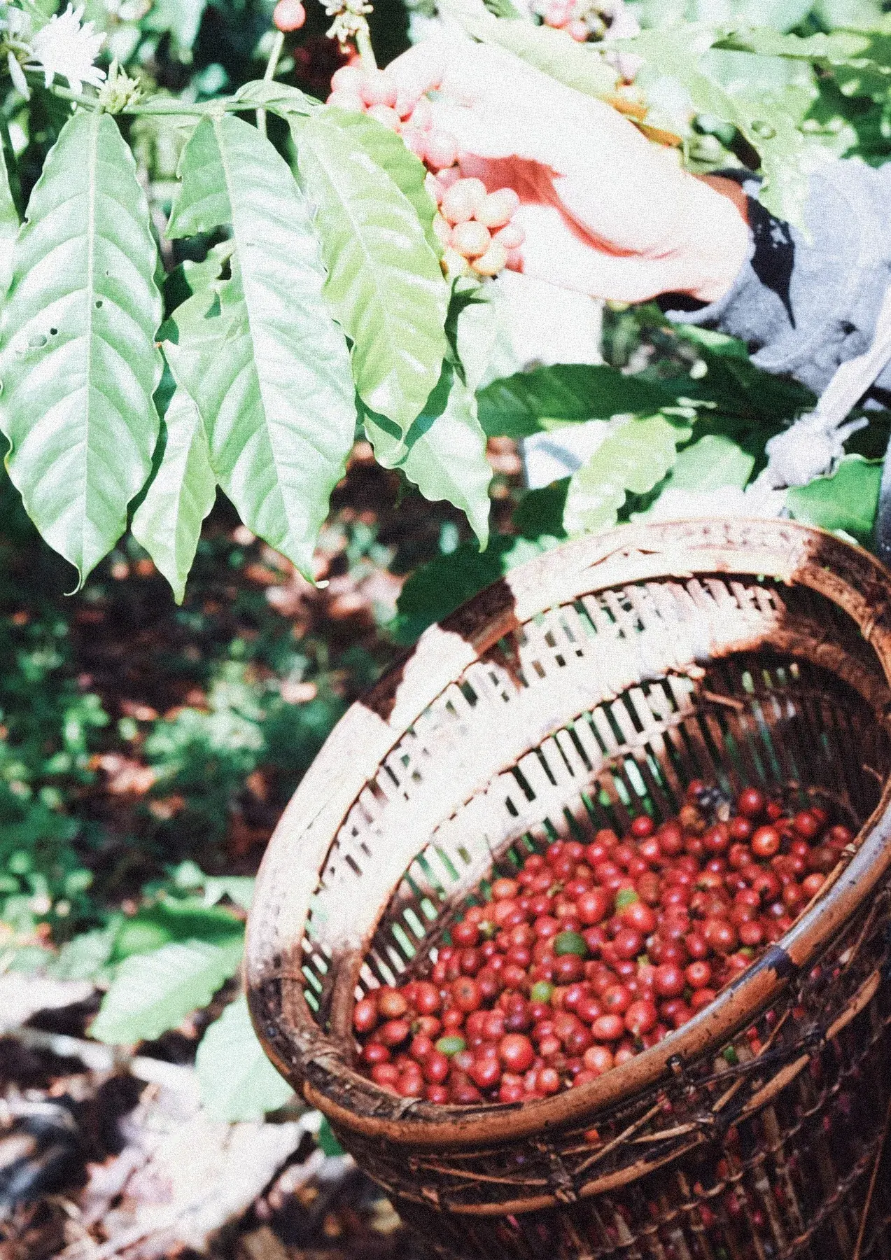 Cosecha manual de cerezas de café maduras en la finca de Santa Elena