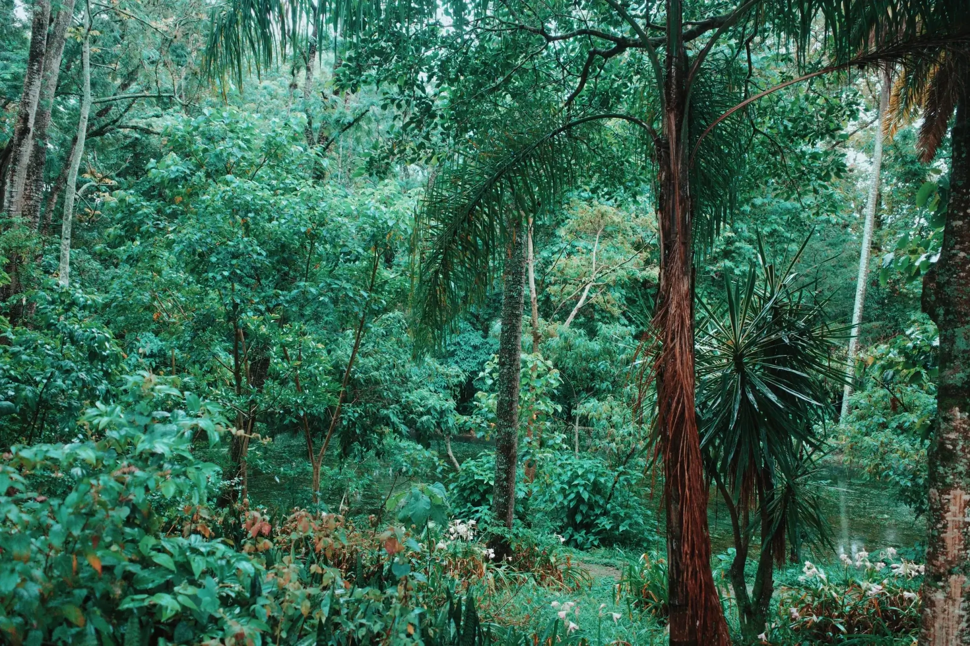 Vegetación densa y palmeras en la finca cafetalera de Santa Elena, Veracruz