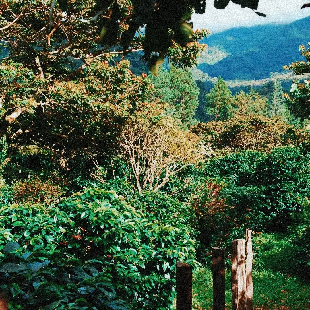 Cafetal de altura entre montañas en la finca de Santa Elena, Veracruz