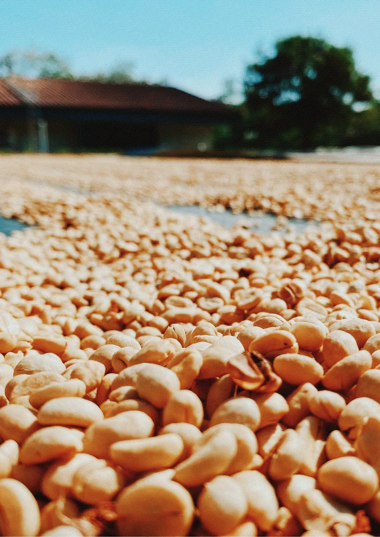 Café en pergamino secándose al sol en la finca de Santa Elena