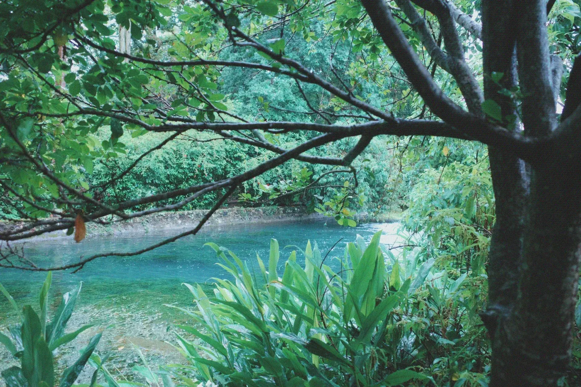 Río turquesa entre la vegetación de la finca de café Santa Elena