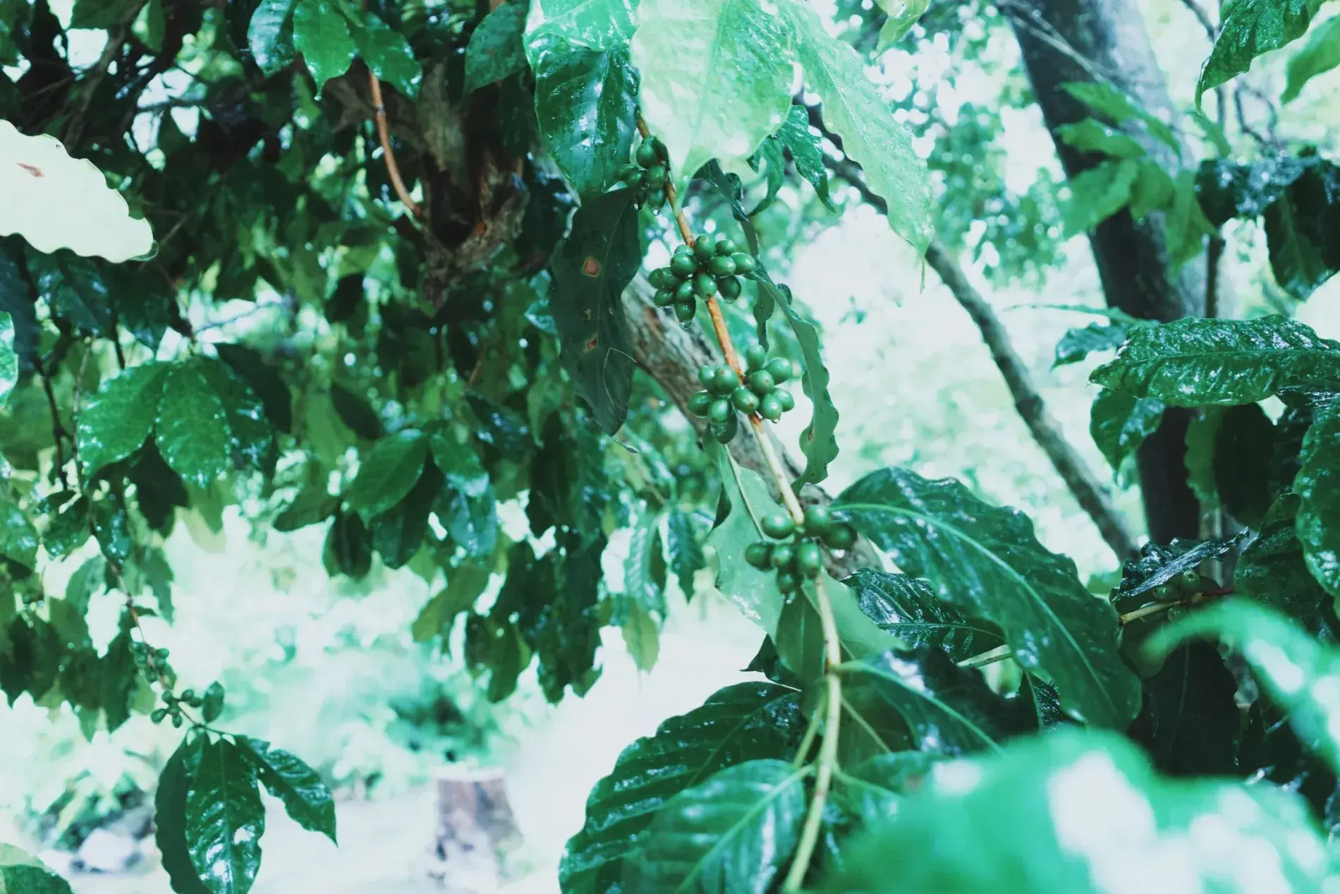 Cafetal de Santa Elena con cerezas de café verdes, en las montañas de Veracruz