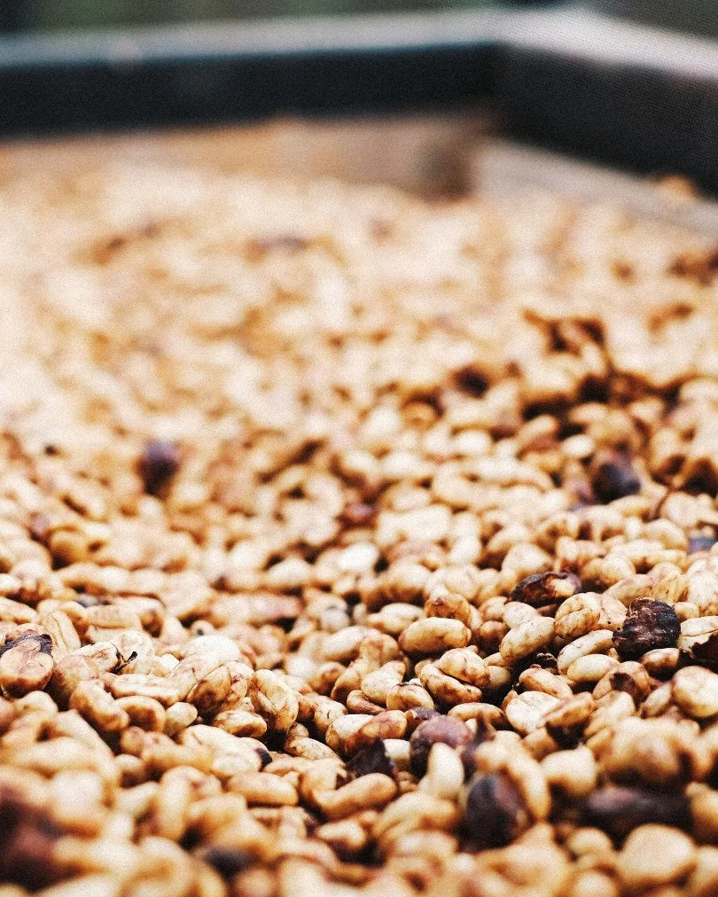 Aromas Ocultos: Descubriendo los Secretos de la Fermentación en el café de especialidad