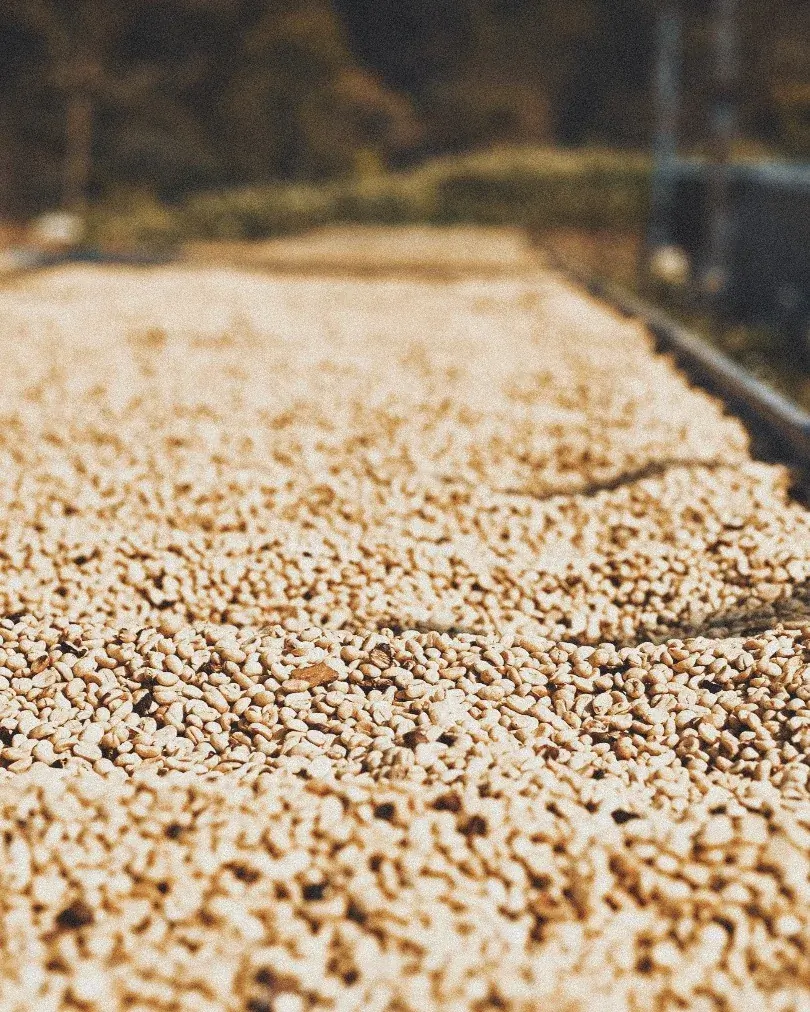 PROYECCIONES SOBRE EL PRECIO DEL CAFÉ: EL IMPACTO DE LOS ARANCELES DE TRUMP Y ESTADO ACTUAL DE LA COSECHA