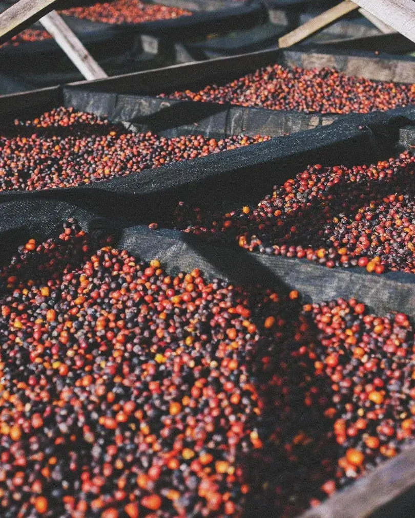 Aromas Ocultos: Descubriendo los Secretos de la Fermentación en el café de especialidad