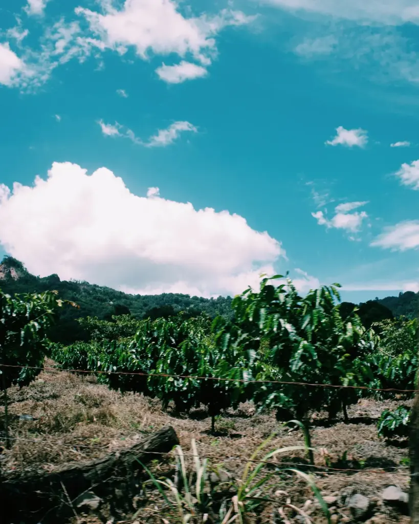 Análisis y proyección sobre el precio del café en México 2025
