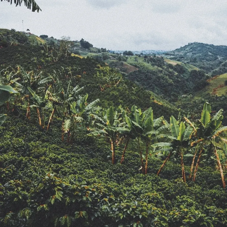 Cafetal sembrado en la ladera de la montaña, con plátanos dando sombra a los cafetos
