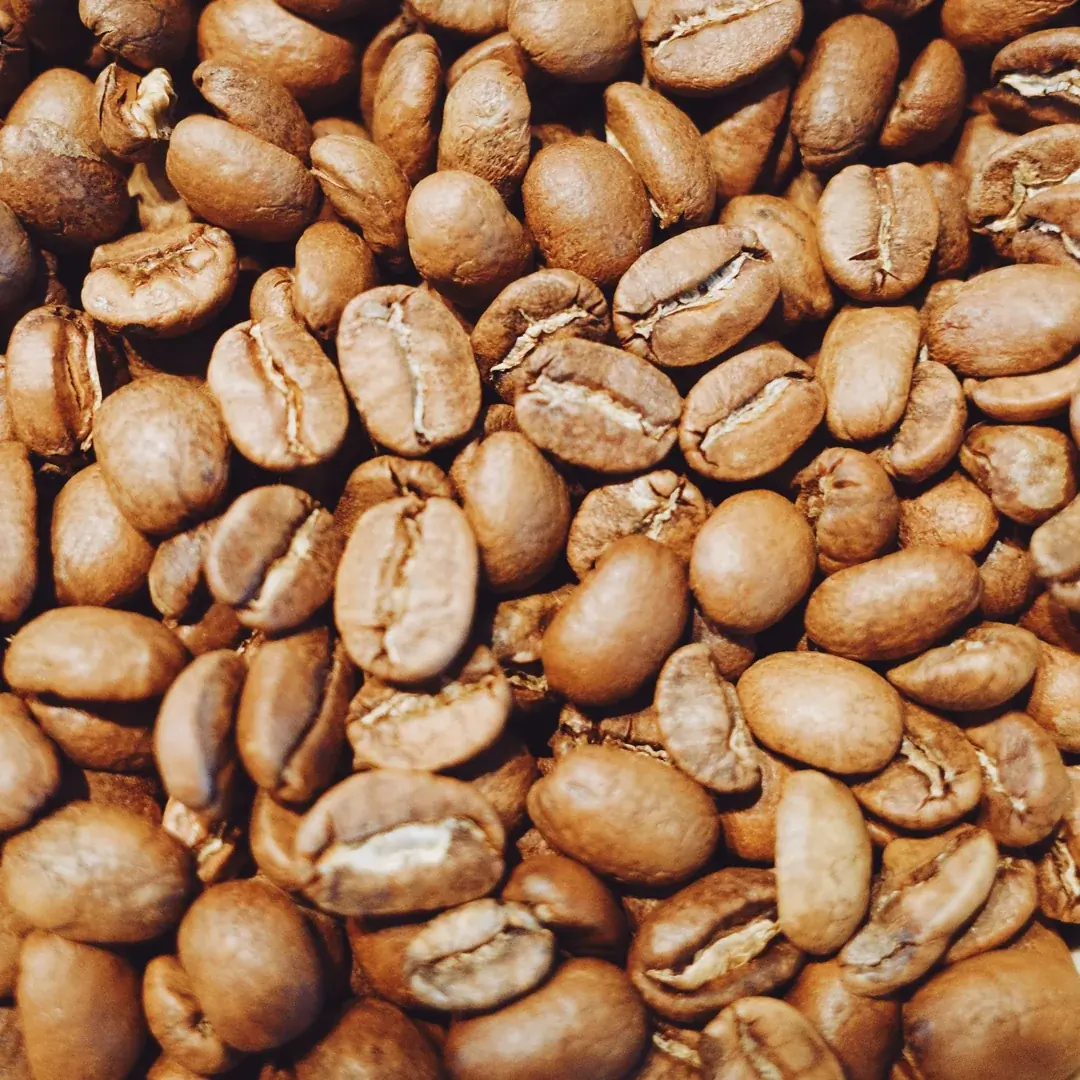 Granos de café Geisha de Santa Elena con tueste claro vistos de cerca