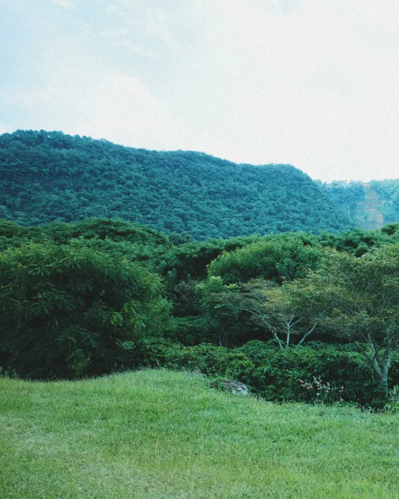 el café veracruzano, su impacto en el campo y más